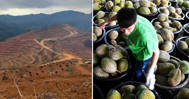 Kelantan's Been Destroying Orang Asli Lands For Durian Exports To China - WORLD OF BUZZ 4