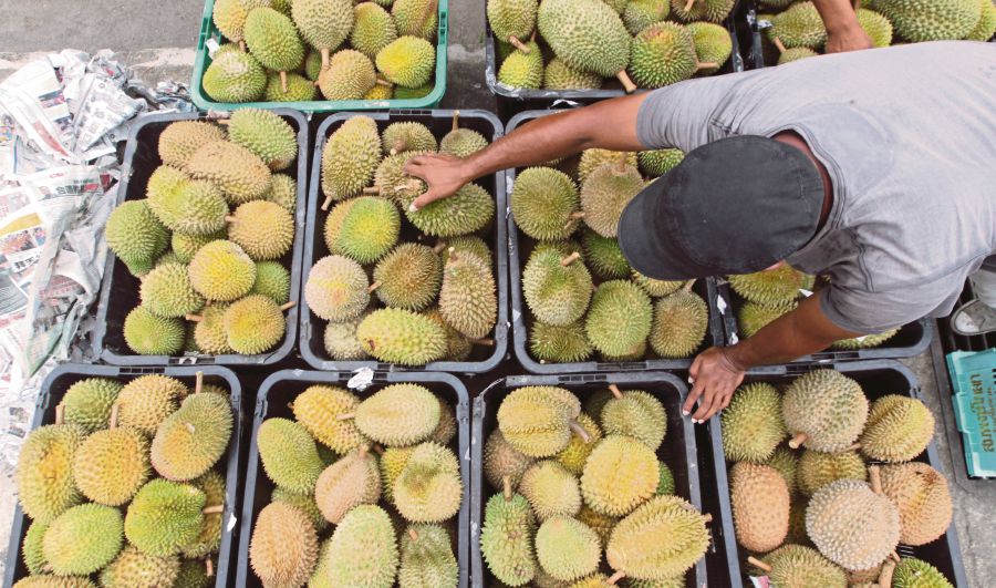 Kelantan's Been Destroying Orang Asli Lands For Durian Exports To China - WORLD OF BUZZ