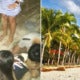 Tourist Shockingly Killed By Fallen Coconu - World Of Buzz