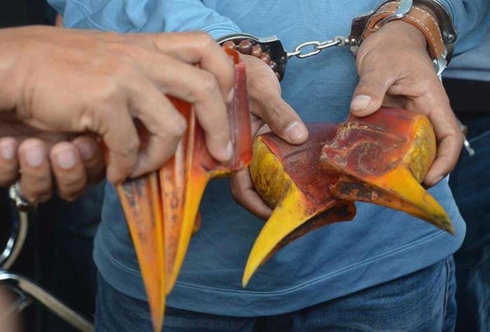 Man Gets Arrested For Slaughtering & Cooking An Endangered Hornbill - WORLD OF BUZZ 1