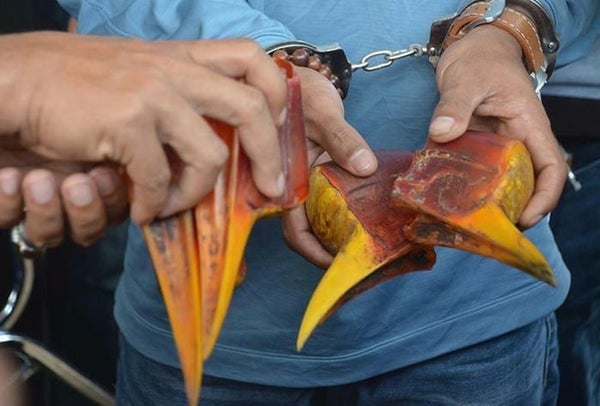 Man Gets Arrested For Slaughtering &Amp; Cooking An Endangered Hornbill - World Of Buzz 1