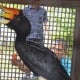 Man Gets Arrested For Slaughtering &Amp; Cooking An Endangered Hornbill - World Of Buzz 2