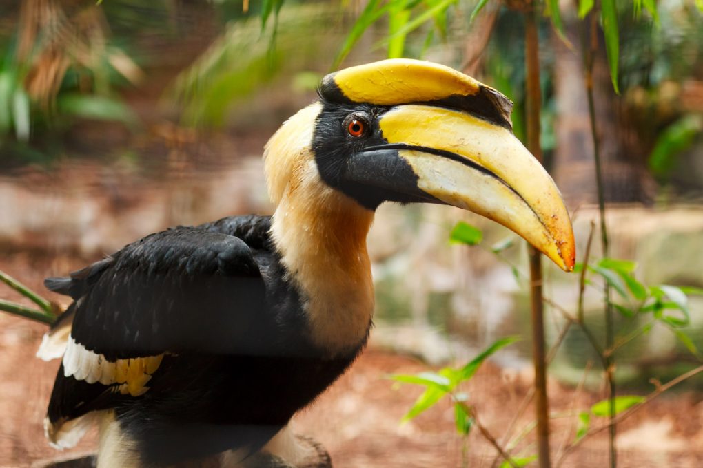 Man Gets Arrested For Slaughtering & Cooking An Endangered Hornbill - WORLD OF BUZZ