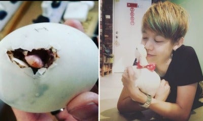 M'Sian Decides To Hatch Egg From Restaurant, Now Owns Cute Pet Duck - World Of Buzz