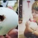 M'Sian Decides To Hatch Egg From Restaurant, Now Owns Cute Pet Duck - World Of Buzz