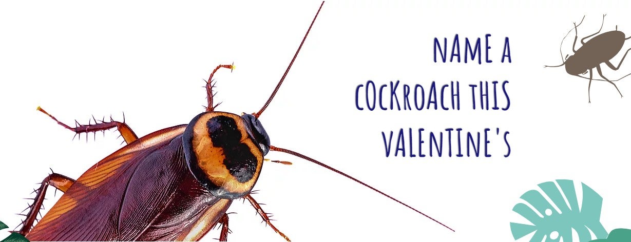 M'sians Can Name A Cockroach After Their Exes As The Perfect Gift For Val - World Of Buzz