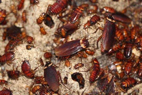 M'sians Can Name A Cockroach After Their Exes As The Perfect Gift For Valentine's Day - WORLD OF BUZZ 1