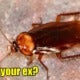 M'Sians Can Name A Cockroach After Their Exes As The Perfect Gift For Valentine'S Day - World Of Buzz 2