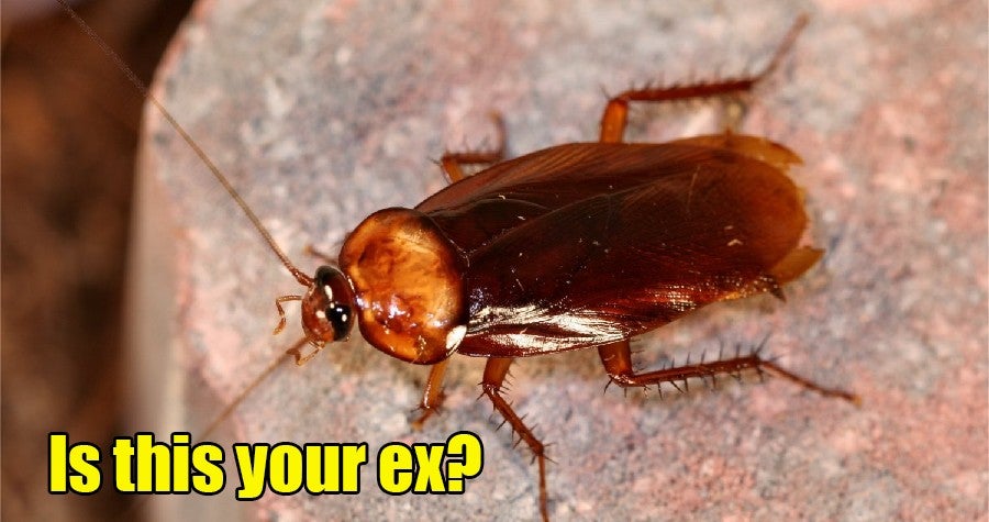 M'Sians Can Name A Cockroach After Their Exes As The Perfect Gift For Valentine'S Day - World Of Buzz 2