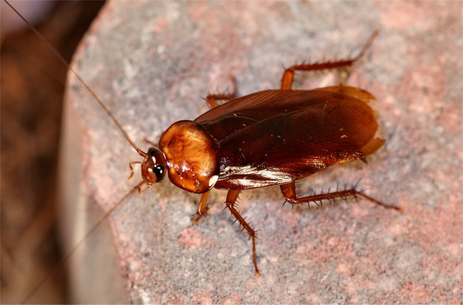M'sians Can Name A Cockroach After Their Exes As The Perfect Gift For Valentine's Day - WORLD OF BUZZ