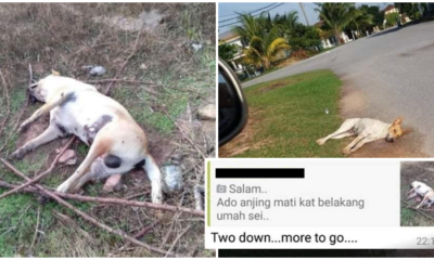 Netizens Angered By Man Who Murdered Dogs In Senawang And His Supporters - World Of Buzz 1