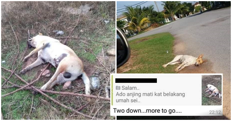 Netizens Angered by Man Who Murdered Dogs in Senawang and His Supporters - WORLD OF BUZZ 1