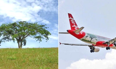Once Featured On Airasia Plane, This 40-Year-Old Iconic Tree In Upm Has Fallen - World Of Buzz 1