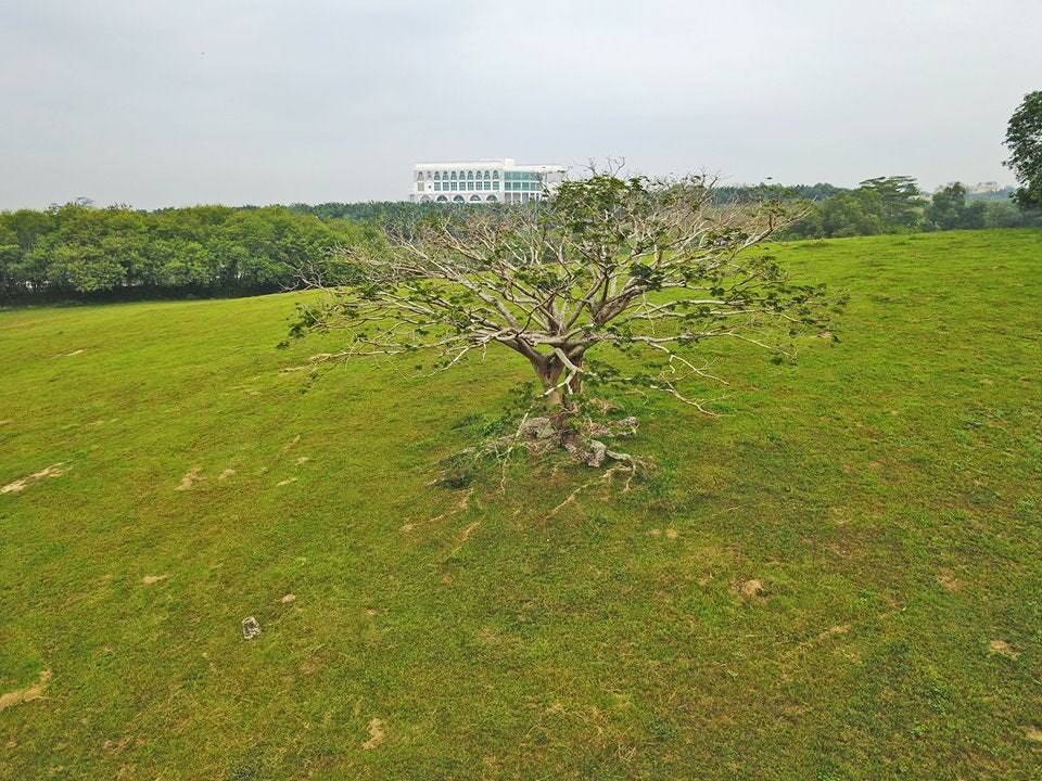 Once Featured On AirAsia Plane, This 40-Year-Old Iconic Tree In UPM Is Now Fallen - WORLD OF BUZZ 2