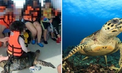Picture Of Child Riding Endangered Sea Turtle Allegedly In Sabah Sparks Outrage Among Netizens - World Of Buzz 2