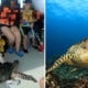Picture Of Child Riding Endangered Sea Turtle Allegedly In Sabah Sparks Outrage Among Netizens - World Of Buzz 2