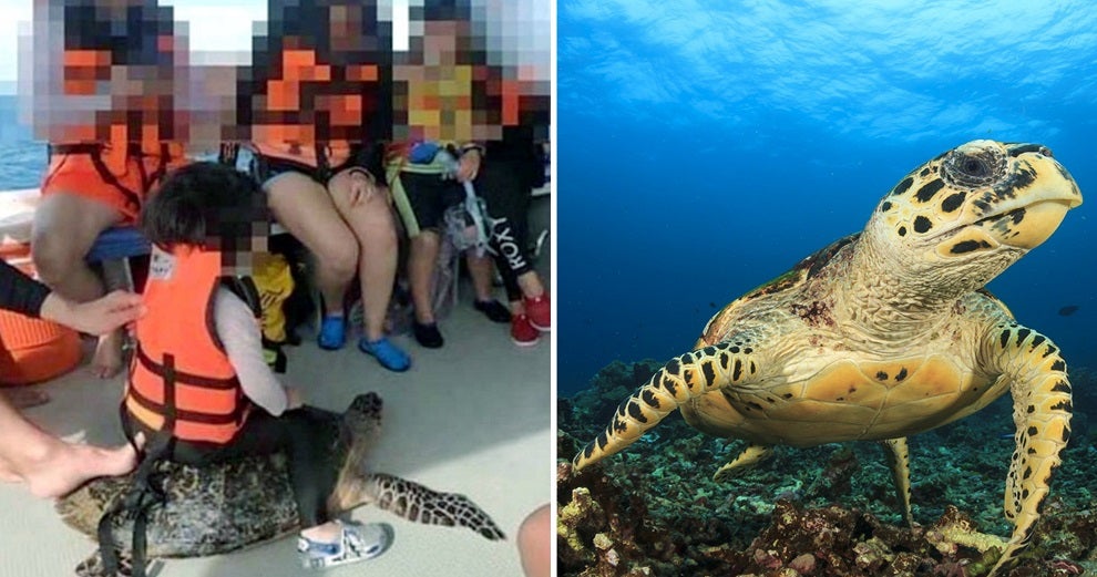 Picture of Child Riding Endangered Sea Turtle Allegedly in Sabah Sparks Outrage Among Netizens - WORLD OF BUZZ 2