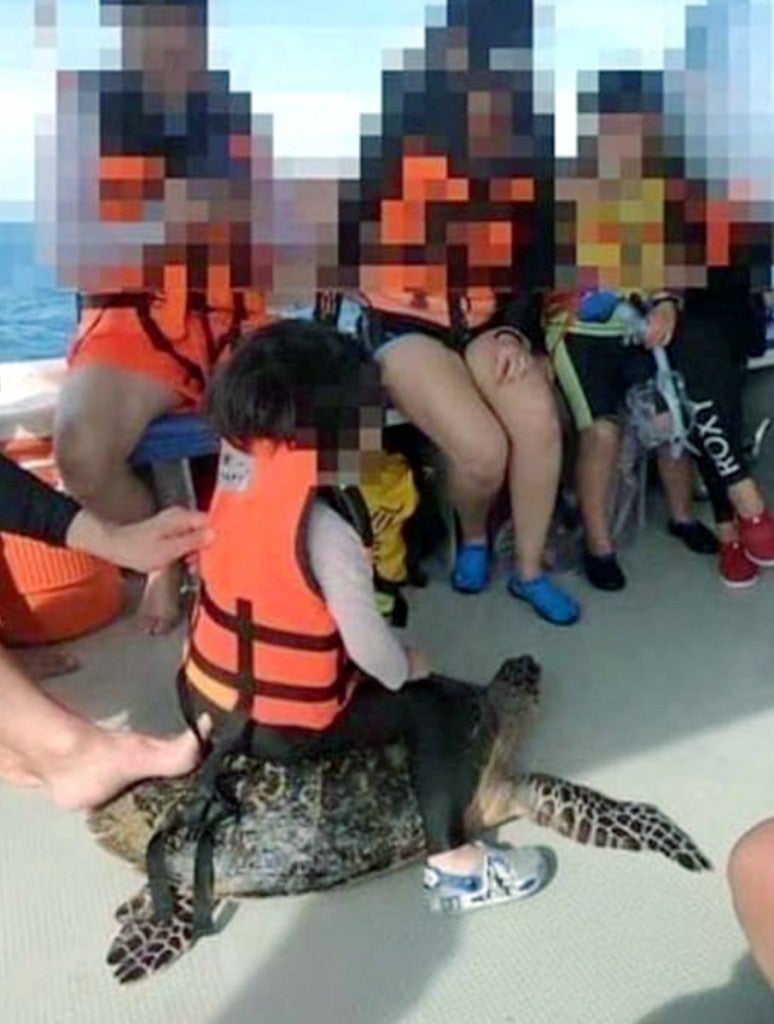 Ladies Riding Turtle Photo of Girl Riding Endangered Sea Turtle Allegedly in Sabah Goes ...