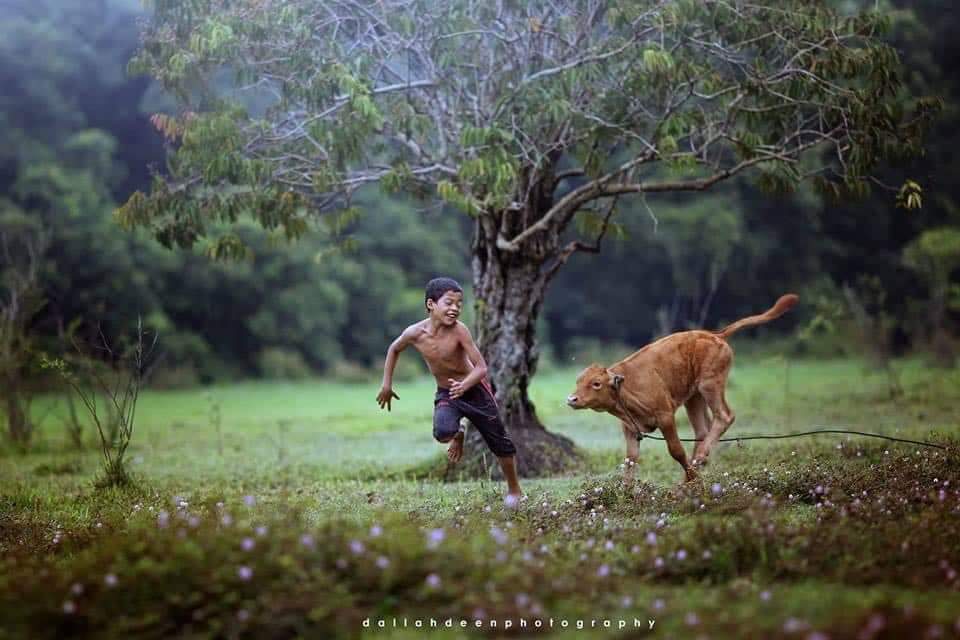 These Stunning Photos of A Terengganu Boy Playing With Buffalos Won International Awards - WORLD OF BUZZ 1