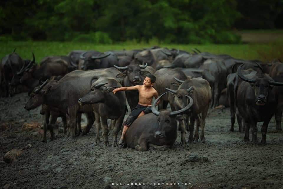 These Stunning Photos of A Terengganu Boy Playing With Buffalos Won International Awards - WORLD OF BUZZ 2