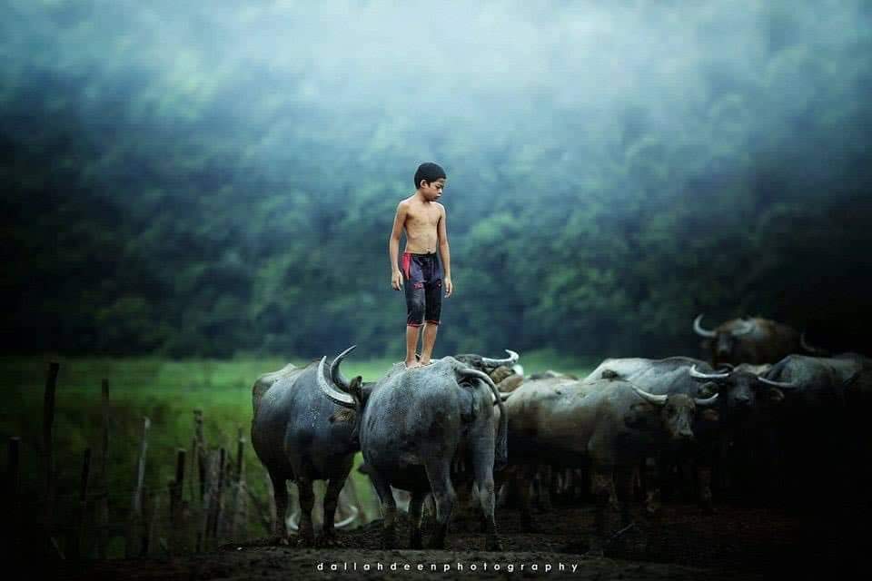 These Stunning Photos of A Terengganu Boy Playing With Buffalos Won International Awards - WORLD OF BUZZ