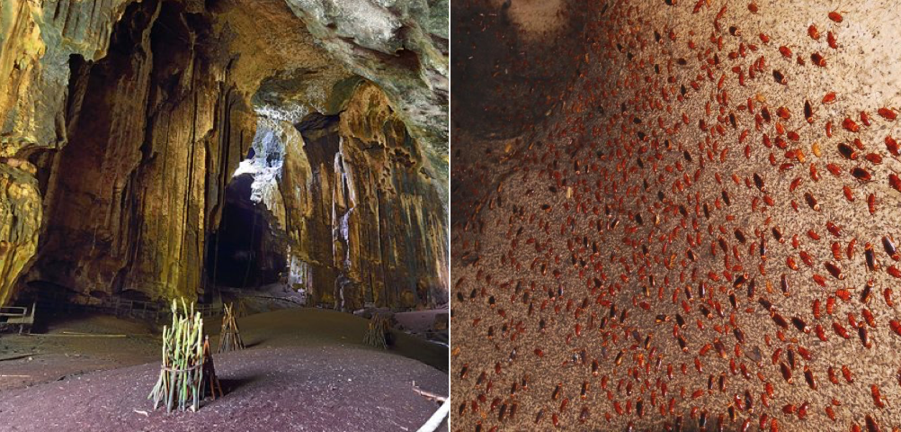 This Cave in Sabah Might Have the Most Cockroaches in the World! - WORLD OF BUZZ
