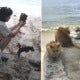 This M'Sian Beach Is Home To Over 250 Cats And You Can Chill With Them By The Beach - World Of Buzz