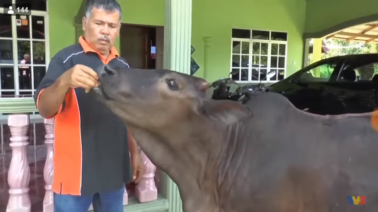 Tired Of Grass, Tam The Cow Enjoys 'Roti Canai', Biscuits And Coffee 'O' - WORLD OF BUZZ 2