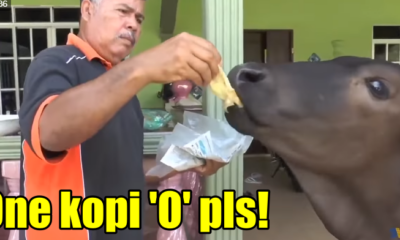 Tired Of Grass, Tam The Cow Enjoys 'Roti Canai', Biscuits And Coffee 'O' - World Of Buzz 5
