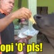 Tired Of Grass, Tam The Cow Enjoys 'Roti Canai', Biscuits And Coffee 'O' - World Of Buzz 5