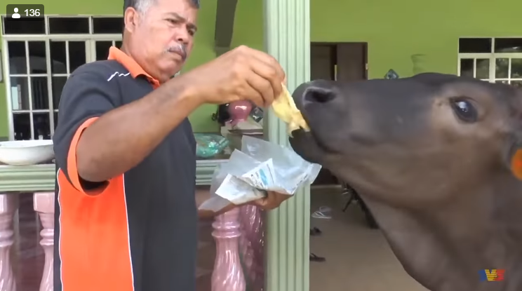 Tired Of Grass, Tam The Cow Enjoys 'Roti Canai', Biscuits And Coffee 'O' - WORLD OF BUZZ