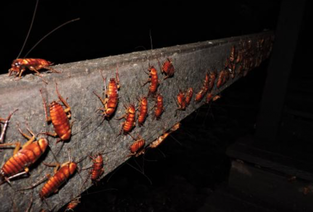 Want To Face You Fear Of Cockroaches? Then This Cave In Sabah Is For You - WORLD OF BUZZ 4