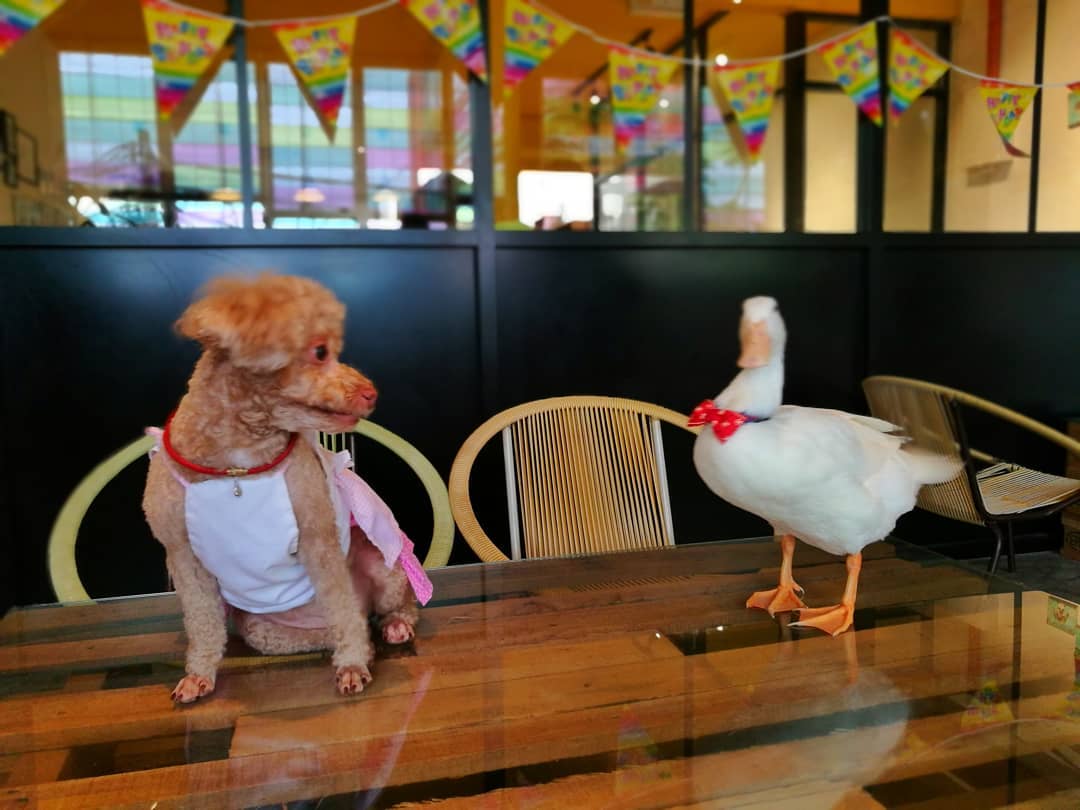 Woman "Rescues" Egg From Restaurant, Now Has Adorable Pet Duck - WORLD OF BUZZ 3