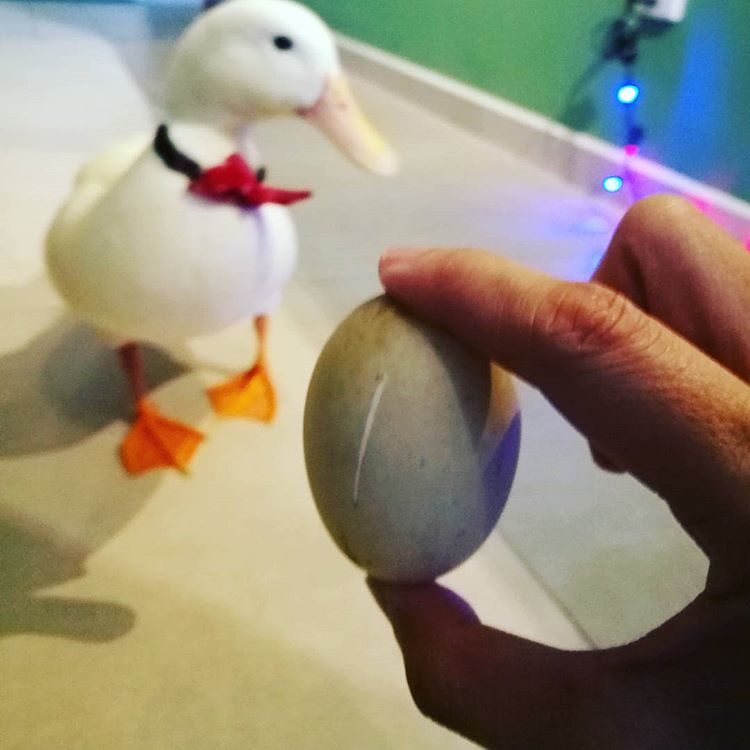 Woman "Rescues" Egg From Restaurant, Now Has Adorable Pet Duck - WORLD OF BUZZ 6