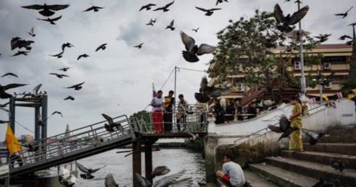 you can get fined over rm3000 or even jailed for feeding pigeons in thailand world of buzz 3