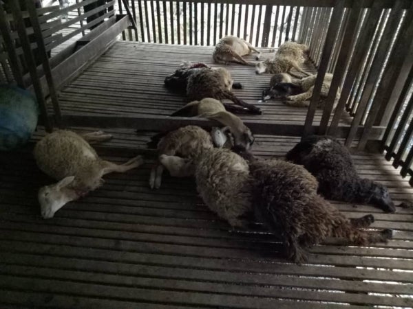 15 Dead Sheep Found in Negeri Sembilan; Massacre Traced Back to Rare Black Panther - WORLD OF BUZZ 1