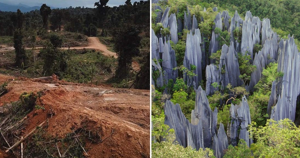 An Oil Palm Plantation is Reportedly Encroaching into Sarawak's Only UNESCO World Heritage Site - WORLD OF BUZZ