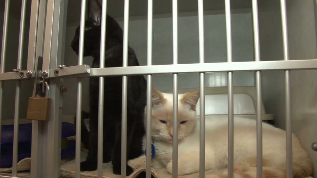 black and white cats sitting in cage at animal shelter z1poiusxb F0000