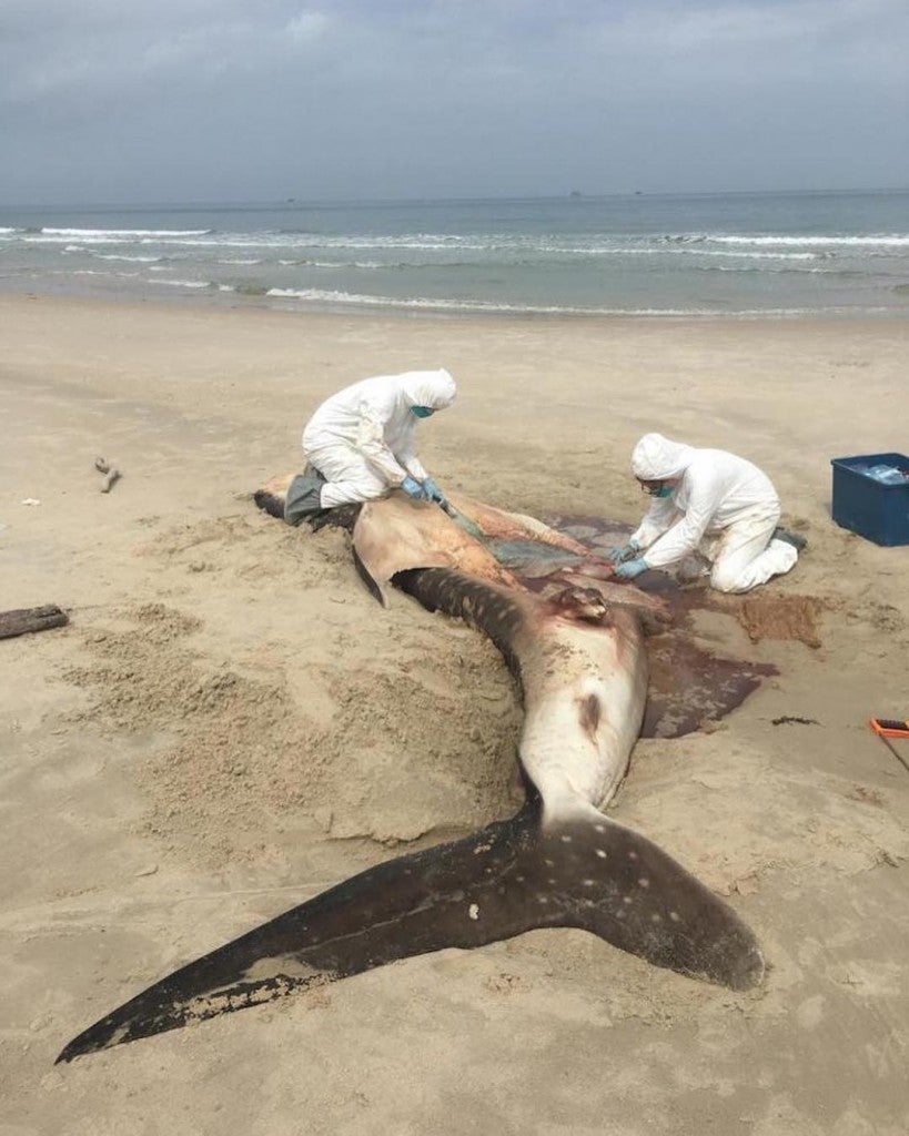 Dead Whale Shark Washed On Sabah Shores Reveals Grim Reality - WORLD OF BUZZ 1