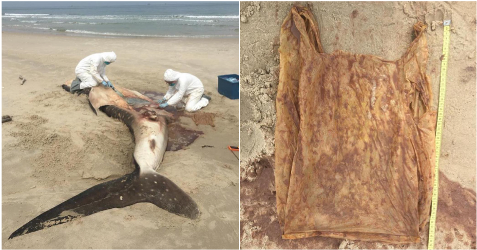 Dead Whale Shark Washed On Sabah Shores Reveals Grim Reality - World Of Buzz 6
