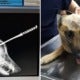 Dog Gets Stabbed In Head While Saving Owner From Attacker, Survives &Amp; Makes Full Recovery - World Of Buzz 4