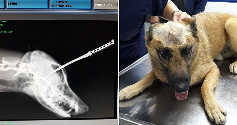 Dog Gets Stabbed in Head While Saving Owner From Attacker, Survives & Makes Full Recovery - WORLD OF BUZZ 4