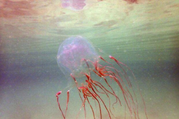 Expert Warns That Increased Amount of Deadly Box Jellyfish Expected to Invade Sabah From March Until June - WORLD OF BUZZ 1