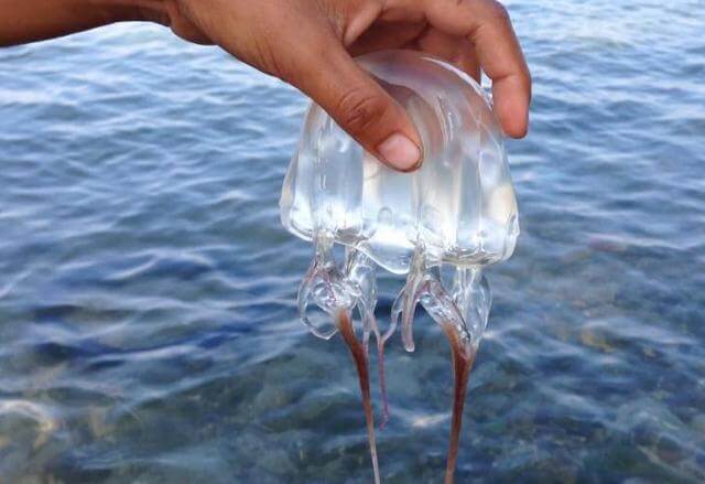 Expert Warns That Increased Amount of Deadly Box Jellyfish Expected to Invade Sabah Until June - WORLD OF BUZZ 1