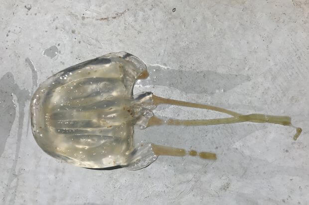 Expert Warns That Increased Amount of Deadly Box Jellyfish Expected to Invade Sabah Until June - WORLD OF BUZZ