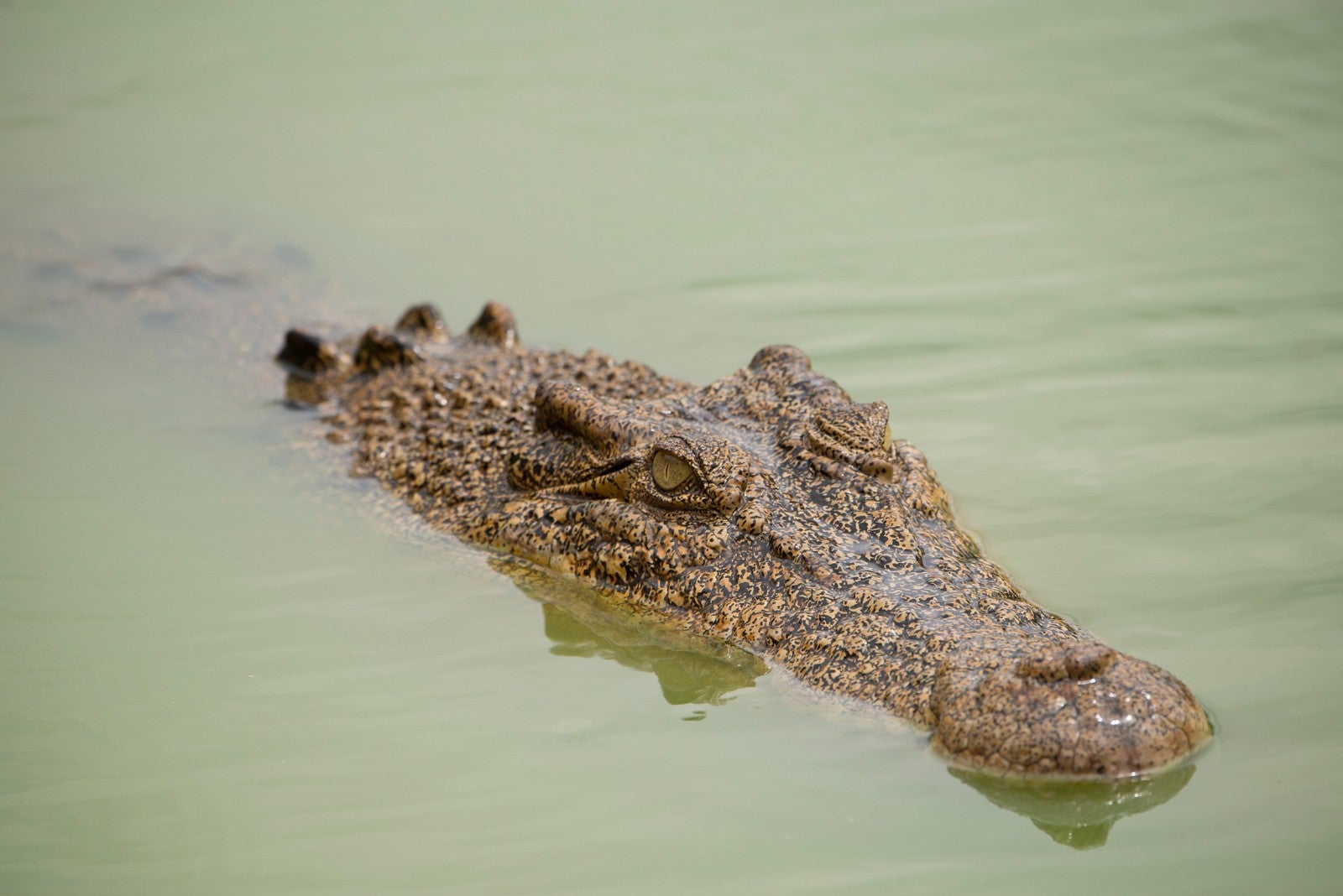 Govt Issues Public Safety Alert As Somebody Dumped A Crocodile Into Shah Alam Lake - WORLD OF BUZZ 1