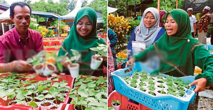 Inspiring M'Sian Couple Sells Plant Saplings At Rm1, Earns Up To Rm4,000 Per Week - World Of Buzz