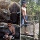 'Malaysian Mowgli' Saddened After His Favourite Buffalo Was Slaughtered This Morning - World Of Buzz 2