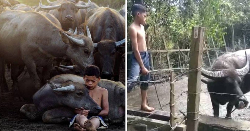 'Malaysian Mowgli' Saddened After His Favourite Buffalo Was Slaughtered This Morning - WORLD OF BUZZ 2
