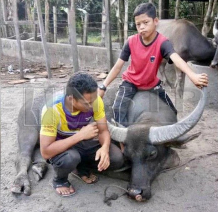 'Malaysian Mowgli' Saddened After His Favourite Buffalo Was Slaughtered This Morning - World Of Buzz